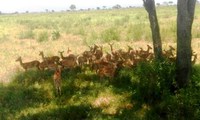 Samples of Ghanaian Fauna