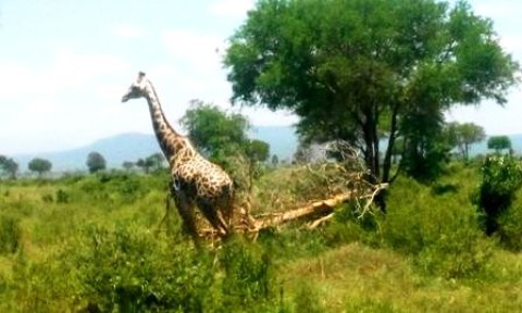 Samples of Ghanaian Fauna