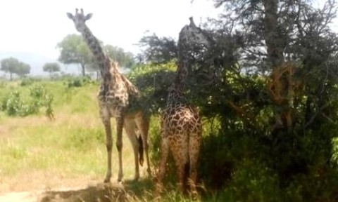 Samples of Ghanaian Fauna
