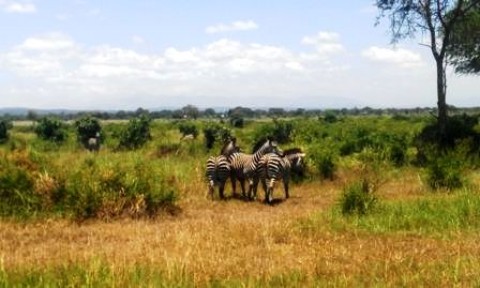 Samples of Ghanaian Fauna