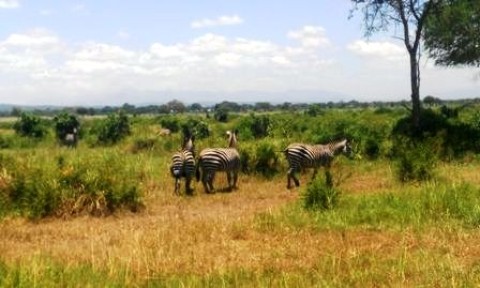 Samples of Ghanaian Fauna