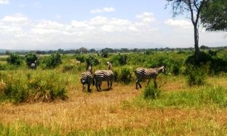 Samples of Ghanaian Fauna