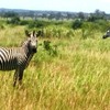 Samples of Ghanaian Fauna