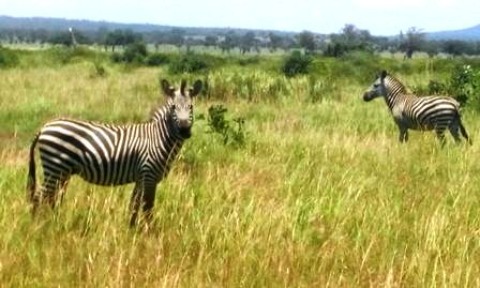 Samples of Ghanaian Fauna