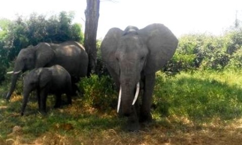 Samples of Ghanaian Fauna