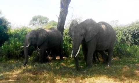 Samples of Ghanaian Fauna