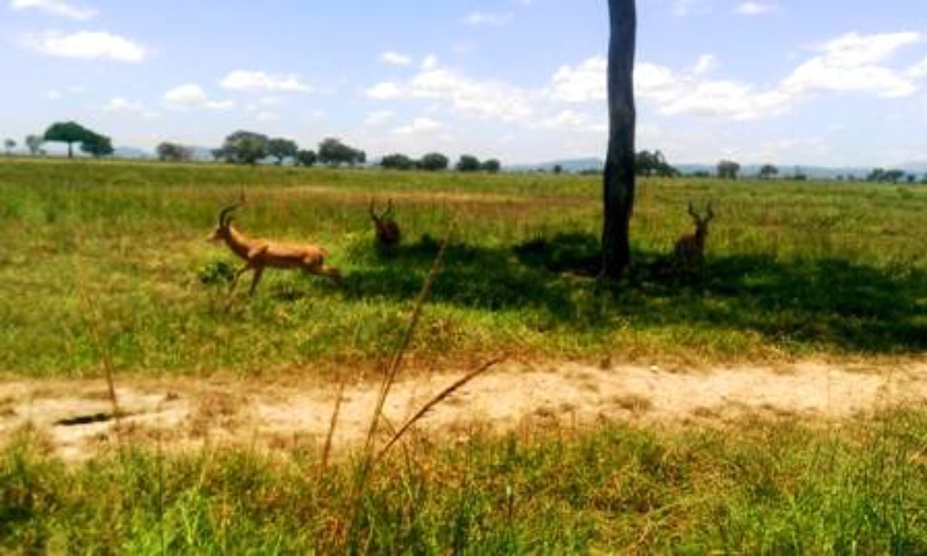 Samples of Ghanaian Fauna