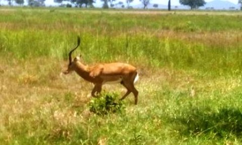 Samples of Ghanaian Fauna