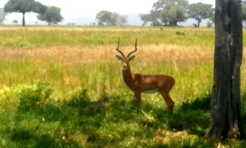Samples of Ghanaian Fauna