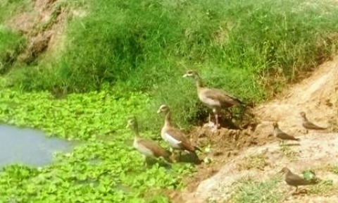 Samples of Ghanaian Fauna