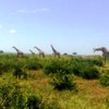 Samples of Ghanaian Fauna