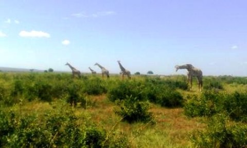 Samples of Ghanaian Fauna