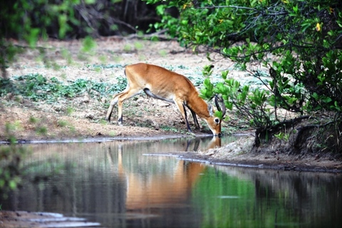 A Kob at Mole National Park