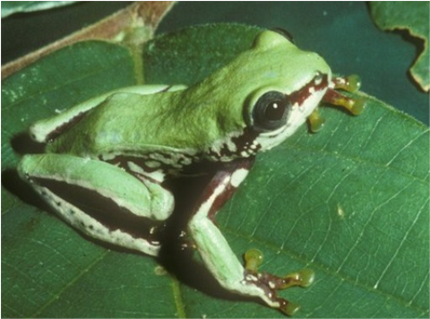 Samples of Ghanaian Fauna