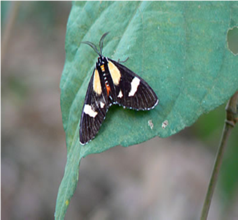 Samples of Ghanaian Fauna
