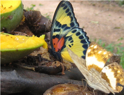 Samples of Ghanaian Fauna