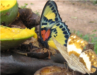 Samples of Ghanaian Fauna