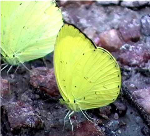 Samples of Ghanaian Fauna