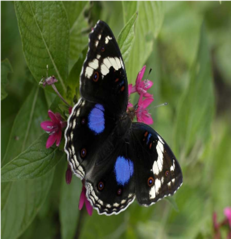 Samples of Ghanaian Fauna
