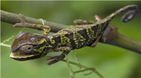 Samples of Ghanaian Fauna