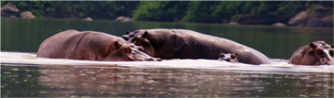 Samples of Ghanaian Fauna