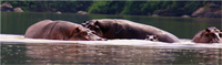 Samples of Ghanaian Fauna