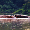 Samples of Ghanaian Fauna