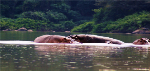 Samples of Ghanaian Fauna