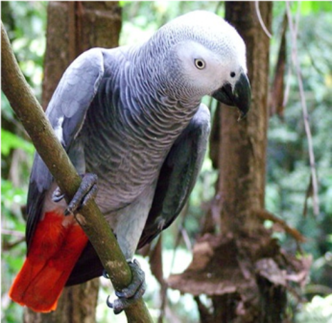 Samples of Ghanaian Fauna