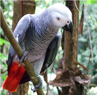 Samples of Ghanaian Fauna