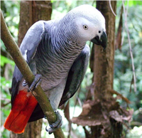 Samples of Ghanaian Fauna