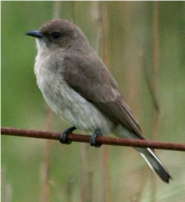 Samples of Ghanaian Fauna