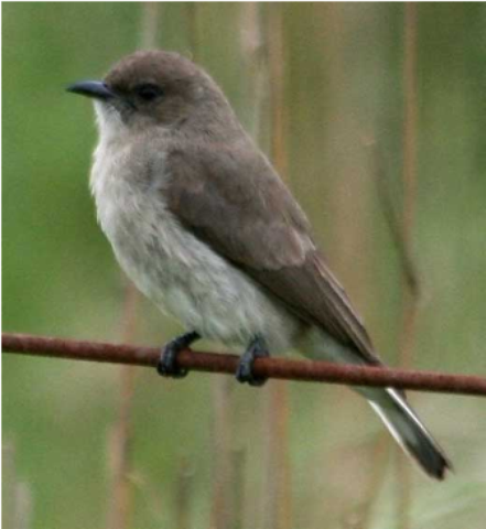 Samples of Ghanaian Fauna