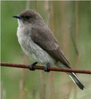 Samples of Ghanaian Fauna