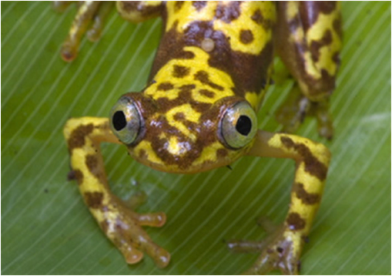Samples of Ghanaian Fauna