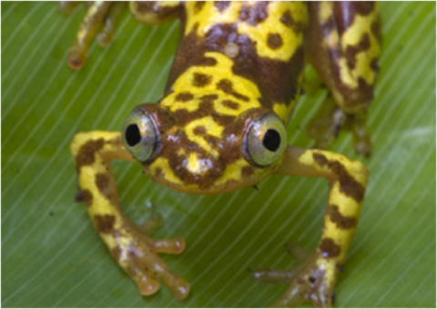 Samples of Ghanaian Fauna