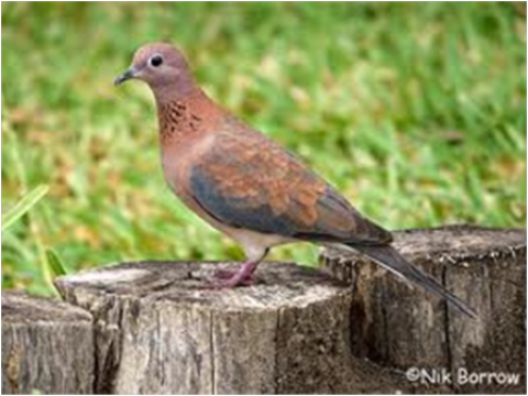 Samples of Ghanaian Fauna