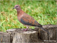 Samples of Ghanaian Fauna