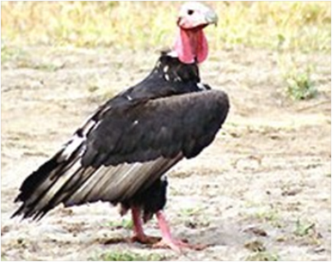 Samples of Ghanaian Fauna