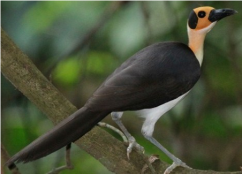Samples of Ghanaian Fauna