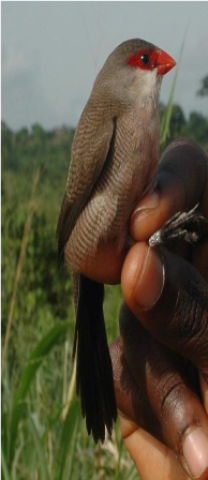 Samples of Ghanaian Fauna
