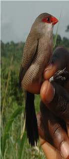 Samples of Ghanaian Fauna