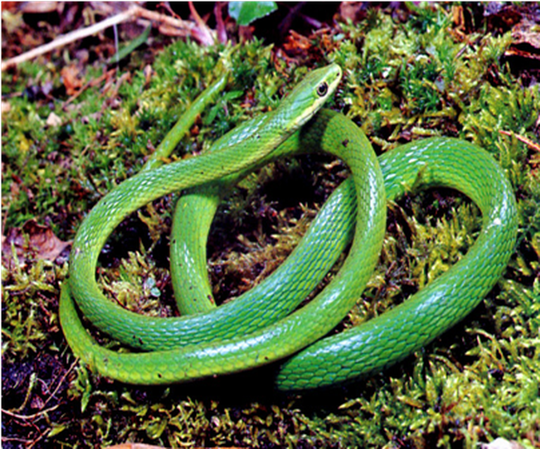 Samples of Ghanaian Fauna