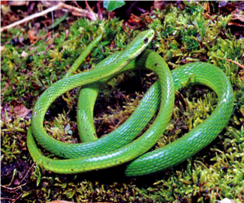 Samples of Ghanaian Fauna
