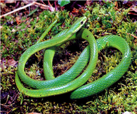 Samples of Ghanaian Fauna