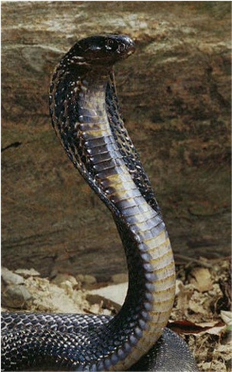 Samples of Ghanaian Fauna