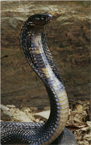 Samples of Ghanaian Fauna