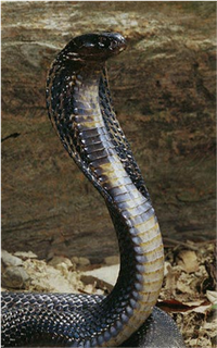 Samples of Ghanaian Fauna