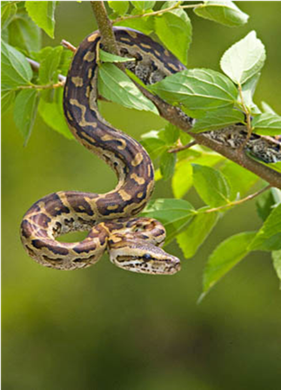Samples of Ghanaian Fauna