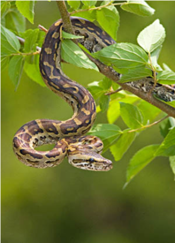 Samples of Ghanaian Fauna
